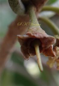  Calyx
